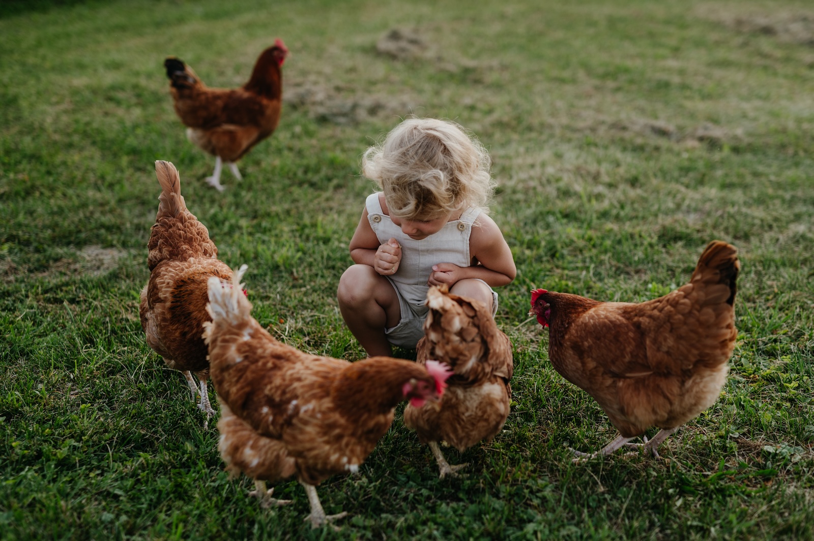 Blonde toddler playing with chickens