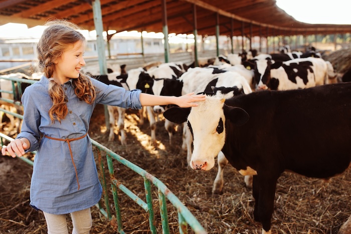 Young caucasian girl petting a cow at a farm