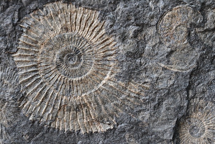 A closeup shot of an ammonites fossil in stone.