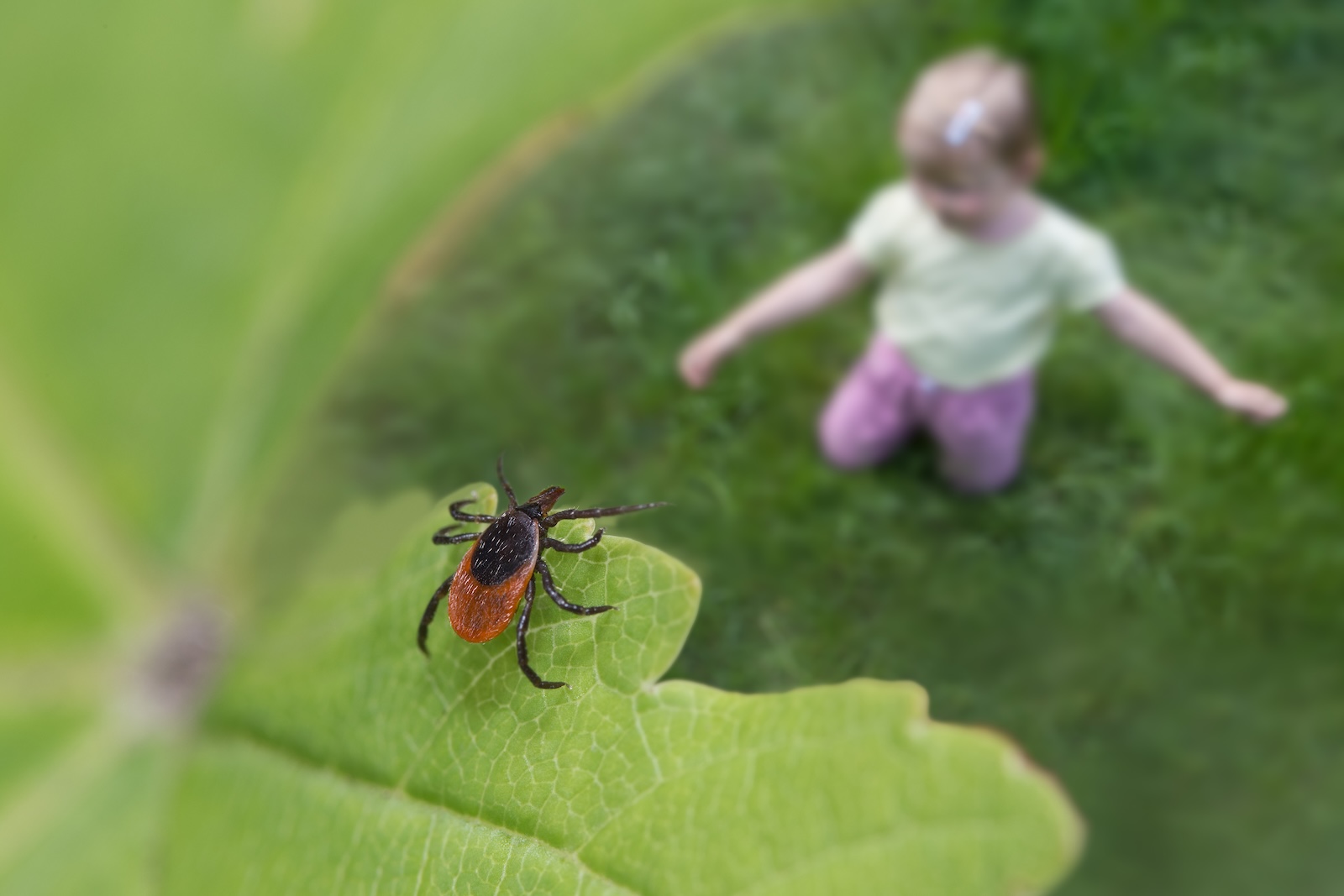 Closeup image of a tick, on a leaf in a tree.