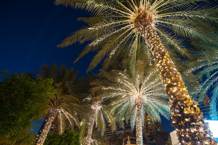 Palm trees lit up for the holidays. 