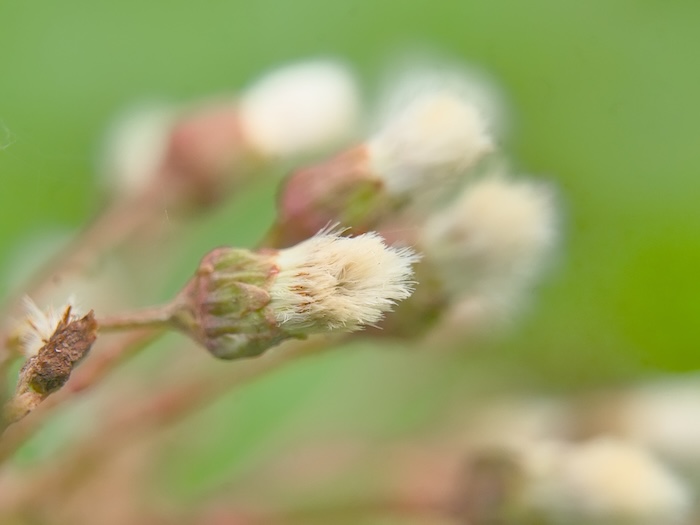 Closeup image of tiny pollen on weed flowers.