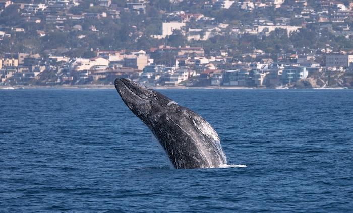 Whale jumping out of the water in Laguna Beach.