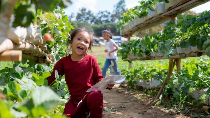 A little girl picking berries at a farm.